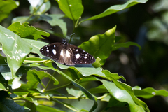 Amauris albimaculata