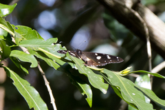 Amauris albimaculata