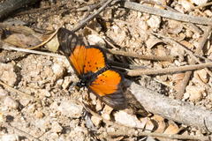 Acraea igola