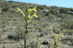 Odontites longiflorus