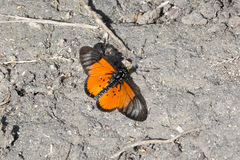 Acraea igola