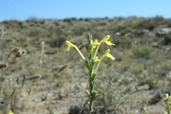 Odontites longiflorus