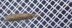 Oecetis lacustris