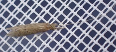 Oecetis lacustris