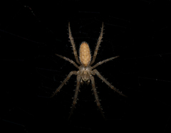 Larinia lineata