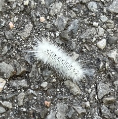 Lophocampa caryae