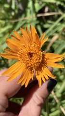 Raillardella pringlei