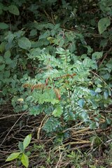 Cnestis polyphylla