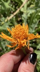 Raillardella pringlei