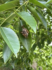 Polistes crinitus