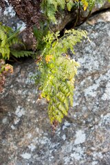 Davallia chaerophylloides