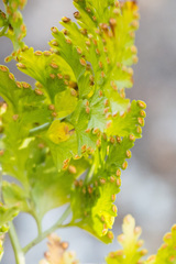 Davallia chaerophylloides
