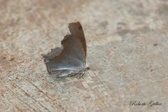 Eutomopepla discuneata