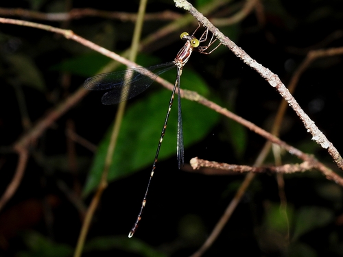 Perissolestes guianensis