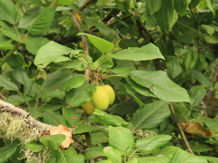 Malus × dawsoniana