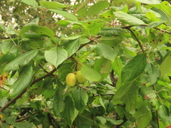 Malus × dawsoniana