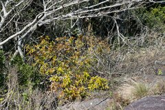 Ficus ingens