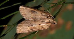 Neoteristis paraphanes