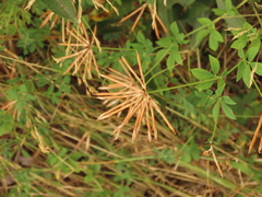 Lotus uliginosus