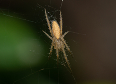 Larinia lineata