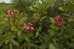 Viburnum cassinoides image