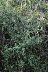 Lasiosiphon macropetalus