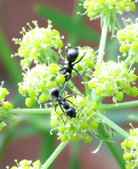Formica subsericea