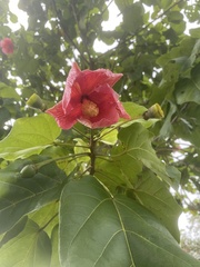 Thespesia grandiflora