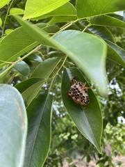 Mischocyttarus phthisicus