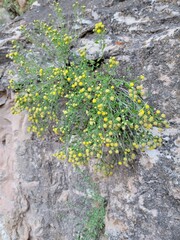 Perityle congesta