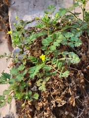 Ivesia arizonica arizonica