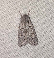 Andropolia aedon