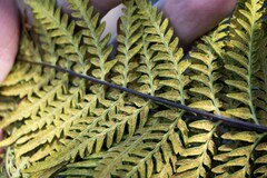 Pityrogramma calomelanos aureoflava