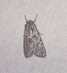 Andropolia aedon