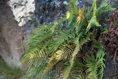 Pityrogramma calomelanos aureoflava