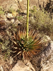 Agave utahensis kaibabensis