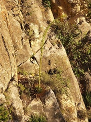 Agave utahensis kaibabensis