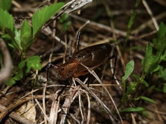 Hexacentrus fuscipes