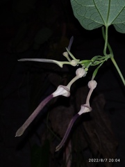 Aristolochia acuminata