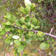 Forestiera ligustrina