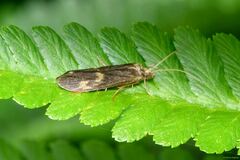 Neureclipsis bimaculata