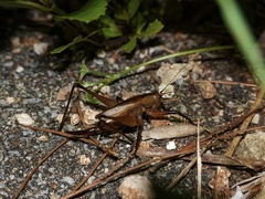 Hexacentrus fuscipes