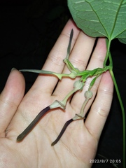 Aristolochia acuminata