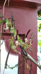 Aristolochia acuminata