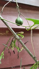 Aristolochia acuminata