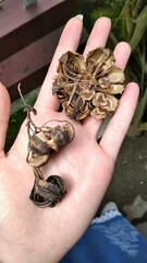 Aristolochia acuminata