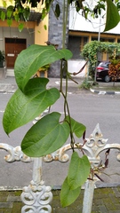 Aristolochia acuminata