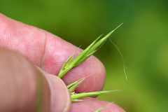 Bromus latiglumis