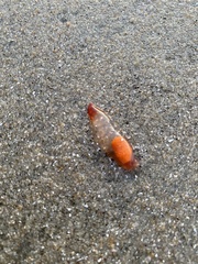 Clione