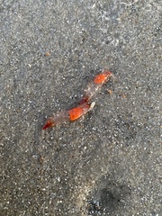 Clione